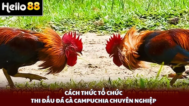 Cách thức tổ chức thi đấu đá gà Campuchia chuyên nghiệp