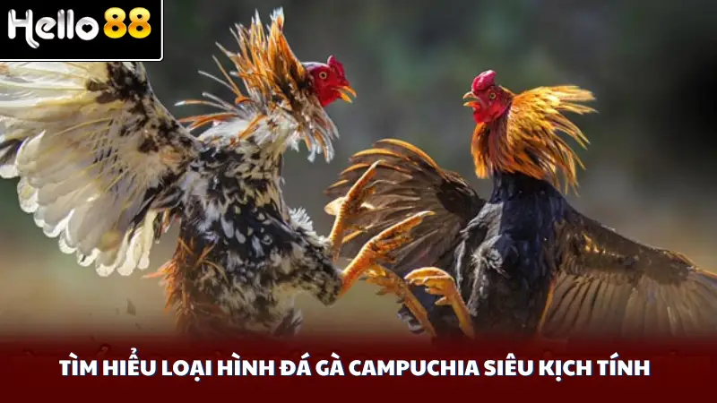 Tìm hiểu loại hình đá gà Campuchia siêu kịch tính